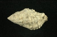 白結螺藏品圖，第2張